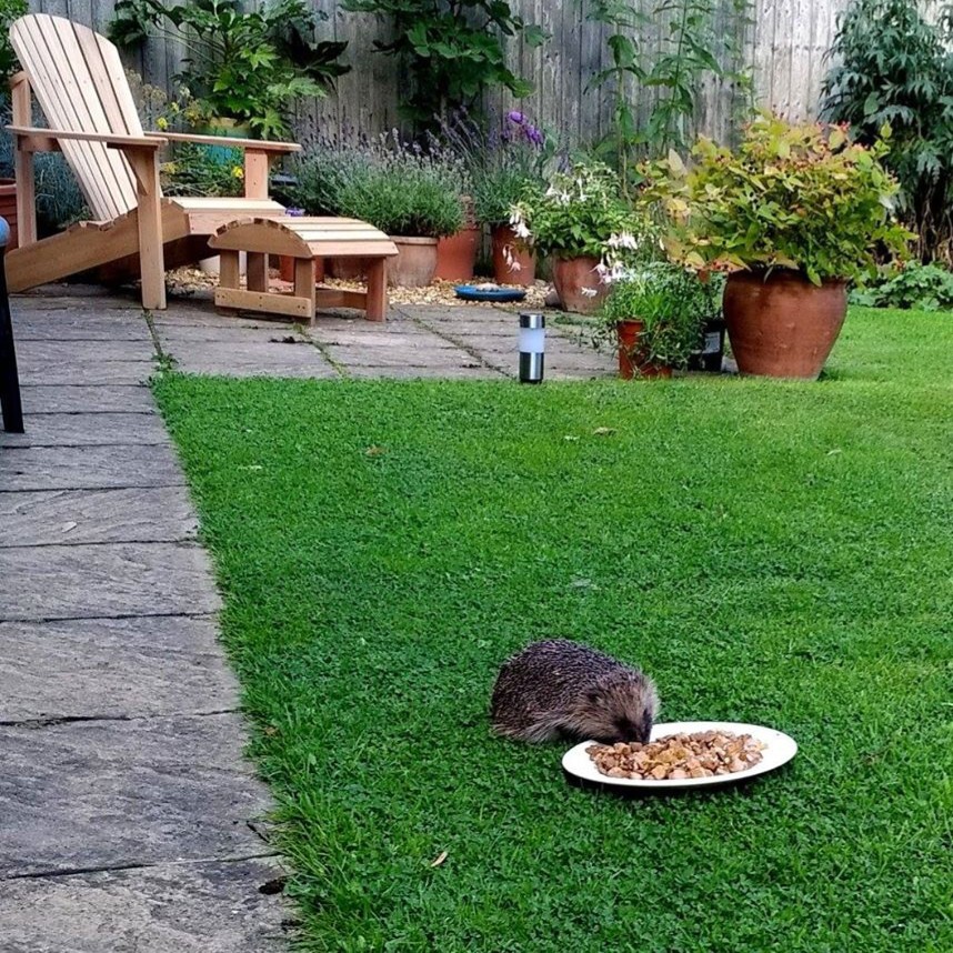 Hedgehog in garden eating from a plate